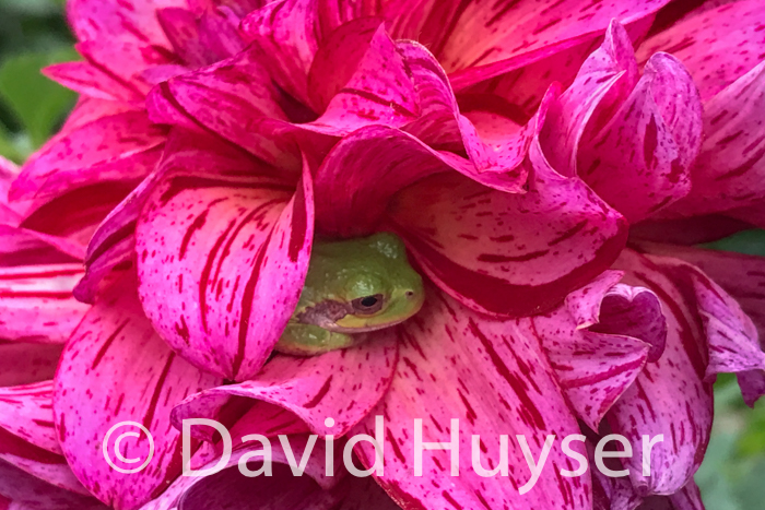 resting – Mingus Toni