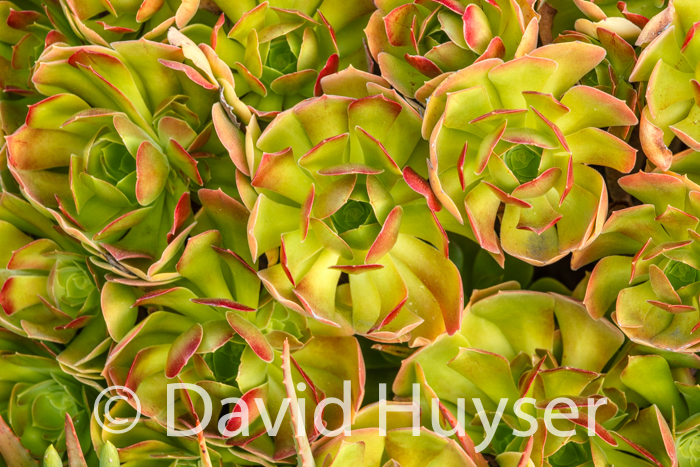 succulent